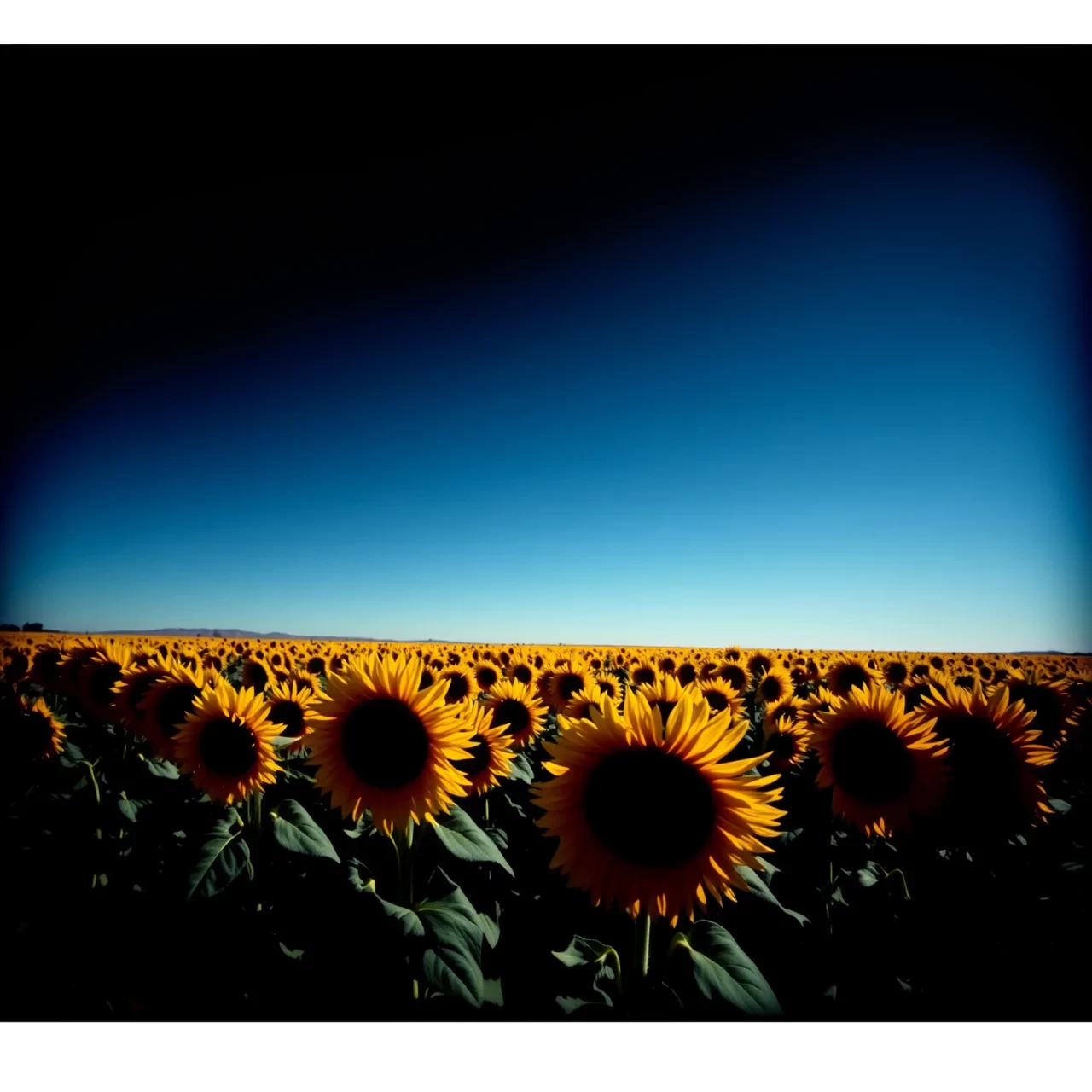 A field of sunflowers, stretching toward the horizon under a blue sky portrayed in the stark, contrasting style of Film Noir, with dramatic chiaroscuro lighting and heavy use of shadows. The composition should evoke tension and mystery, relying on sharp angles and deep blacks to enhance the brooding, suspenseful mood.