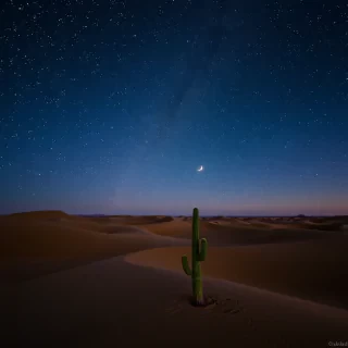 A vast desert landscape under a clear, starry night sky. The sand dunes form gentle curves, illuminated by the faint light of the crescent moon. A lone cactus stands in the foreground, while the Milky Way is vividly visible, stretching across the dark sky, creating a sense of quiet solitude and wonder