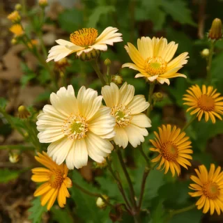 Forgotten Flowers by Ketna Patel